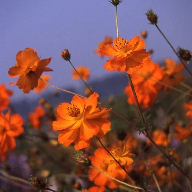 Cosmos Flower Seeds - Crest Orange Variety - Sulphur Cosmos - Cosmos sulphureus 'Crest Orange'