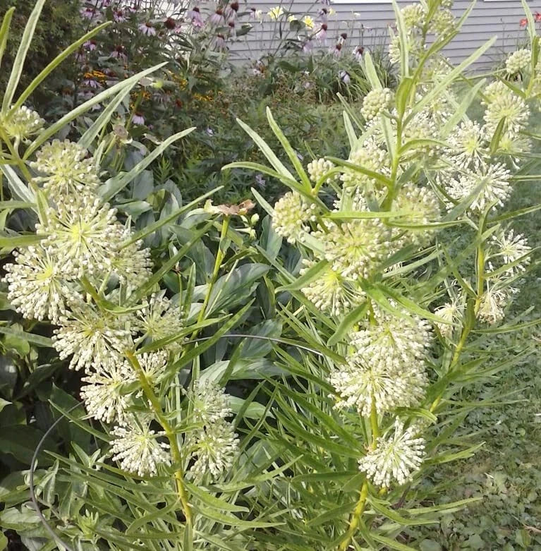Tall Green Milkweed Seeds (50 Seeds) - Asclepias hirtella - Native Perennial Pollinator Plant for Gardens