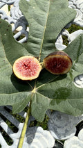 Brown Turkey Fig Cuttings - 8 Pack - Ficus carica