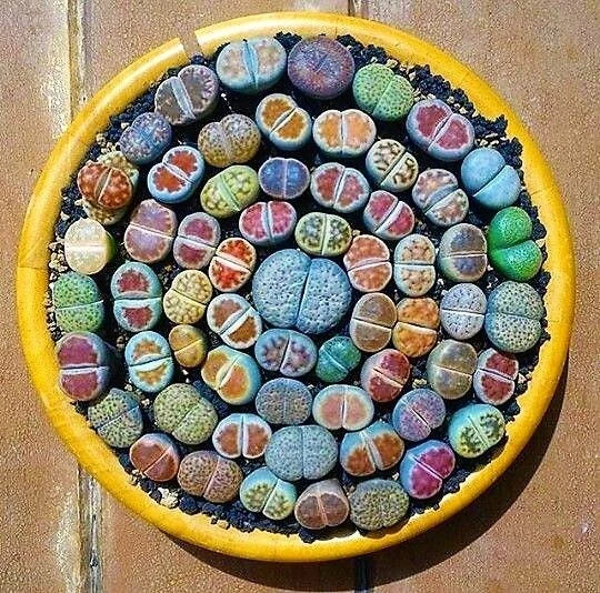 Mixed Lithops Succulent Seeds, 100 Pcs Pack, Lithops Pseudotruncatella, Ideal for Indoor Gardening