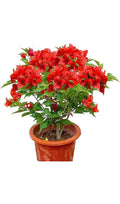 Jamaican Red Bougainvillea Starter Plant - Well Rooted Plug - Bougainvillea glabra