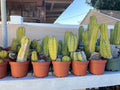 Echinopsis Cactus - Rooted Starter Plant - Ornamental Cactus - Non-Variegated (Echinopsis spp.)
