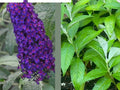 Buddleja Davidii "Dark Dynasty" Live Plant - 1 Rooted Cutting, Butterfly Bush, No Pot