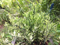 Devil's Backbone Cuttings, 8 Cuts + 2 Roots, Variegated Euphorbia tithymaloides, Jacobs Ladder Plant