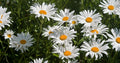 Roman Chamomile Seeds - 1000+ Medicinal Herb, Fragrant Groundcover, Perennial - Chamaemelum nobile