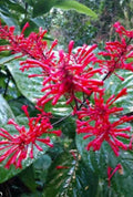 Red Firespike Plant Cuttings, 6 Organic Hummingbird Garden Plants, Odontonema strictum, Butterfly-Friendly Gift