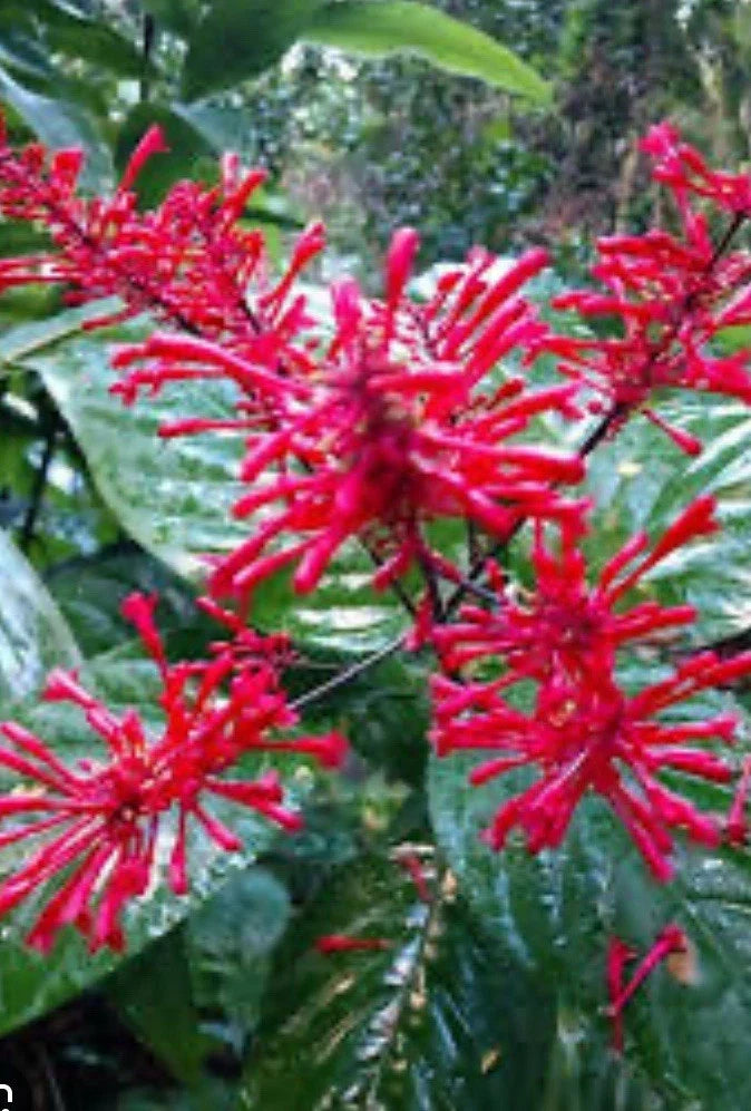 Red Firespike Plant Cuttings, 6 Organic Hummingbird Garden Plants, Odontonema strictum, Butterfly-Friendly Gift