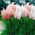 Pampas Grass Seeds Mix - 25 Perennial Ornamental Seeds - Cortaderia selloana - Free Shipping USA Seller