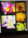Cattleya Orchid Plant - Bare Root, No Tag, No Pot, 1-3 Stems, Sale - Unique Cattleya Variety