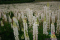 Russell White Lupine Seeds - 25+ Pack for Garden Planting - Lupinus polyphyllus - USA Grown