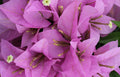 Bougainvillea Starter Plant, Rijnstar Lila Variety, Well Rooted, Bougainvillea glabra, USA Seller