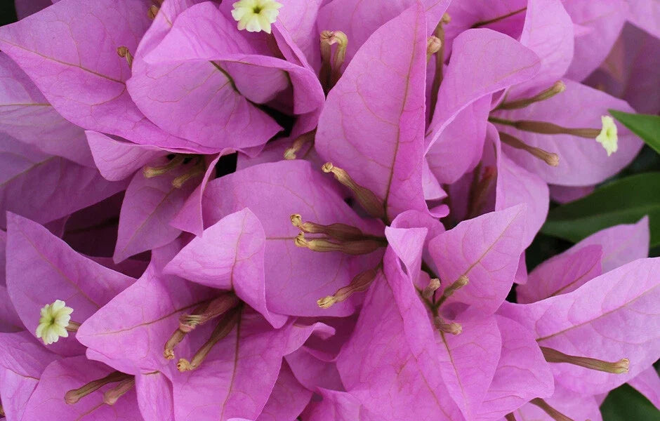 Bougainvillea Starter Plant, Rijnstar Lila Variety, Well Rooted, Bougainvillea glabra, USA Seller