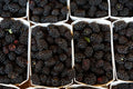 Organic Ouachita Thornless Blackberry Cuttings - 6" Long - 4 Count - Rubus fruticosus