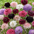 Pincushion Flower Seeds 200+ Pkt Mixed Colors Scabiosa Flowers