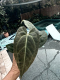 Anthurium Plant - Growers Choice - Red Crystallinum X Crystallinum - Free Shipping