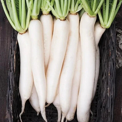 Miyashige Daikon White Japanese Radish Seeds | Heirloom | Non-GMO Vegetable Seeds | Raphanus sativus