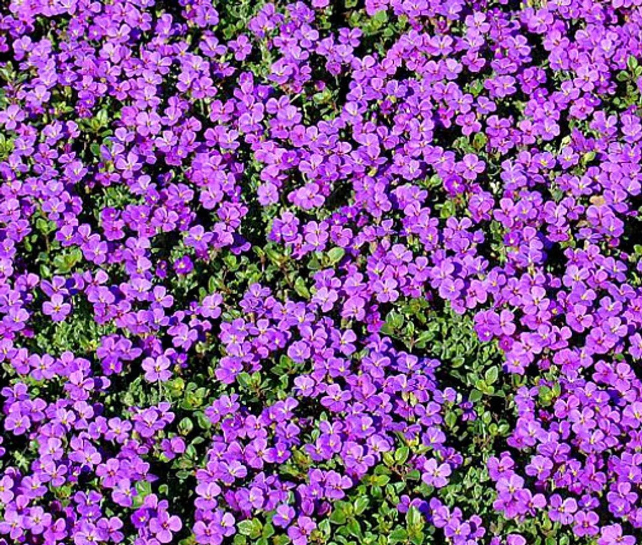 Purple Rockcress Seeds 200+ Perennial Ground Cover, Aubrieta deltoidea, Purple Flower, USA Native