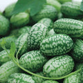 Mexican Sour Gherkin Cucumber Seeds - Cucamelon - Mouse Melon - Non-GMO - 1060