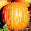 Howden Pumpkin Seeds | NON-GMO Heirloom | Fresh Garden Seeds | Cucurbita pepo