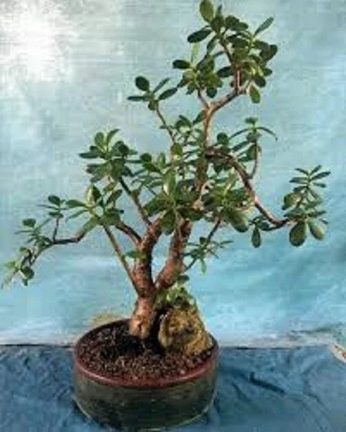 Live Succulent Plant - Crassula Ovata 'Crobys' - Large Jade Plant with Bonus 17" to 24" Size
