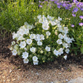 Campanula Bellflower Live Plant 2" Pot Pearl White Perennial Blooms
