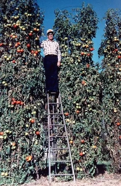 Trip L Crop Tomato Seeds - 120+ Rare Varieties - Huge 15-Foot Vines - Tomato Tree (Solanum lycopersicum)