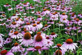 Purple Coneflower Seeds, 500 Seeds, Beautiful Echinacea Purpurea, Vibrant Purple Flowering Plant