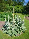 Mullein 100 Seed - Ornamental Flowering Plant - Medicinal Uses - Verbascum thapsus