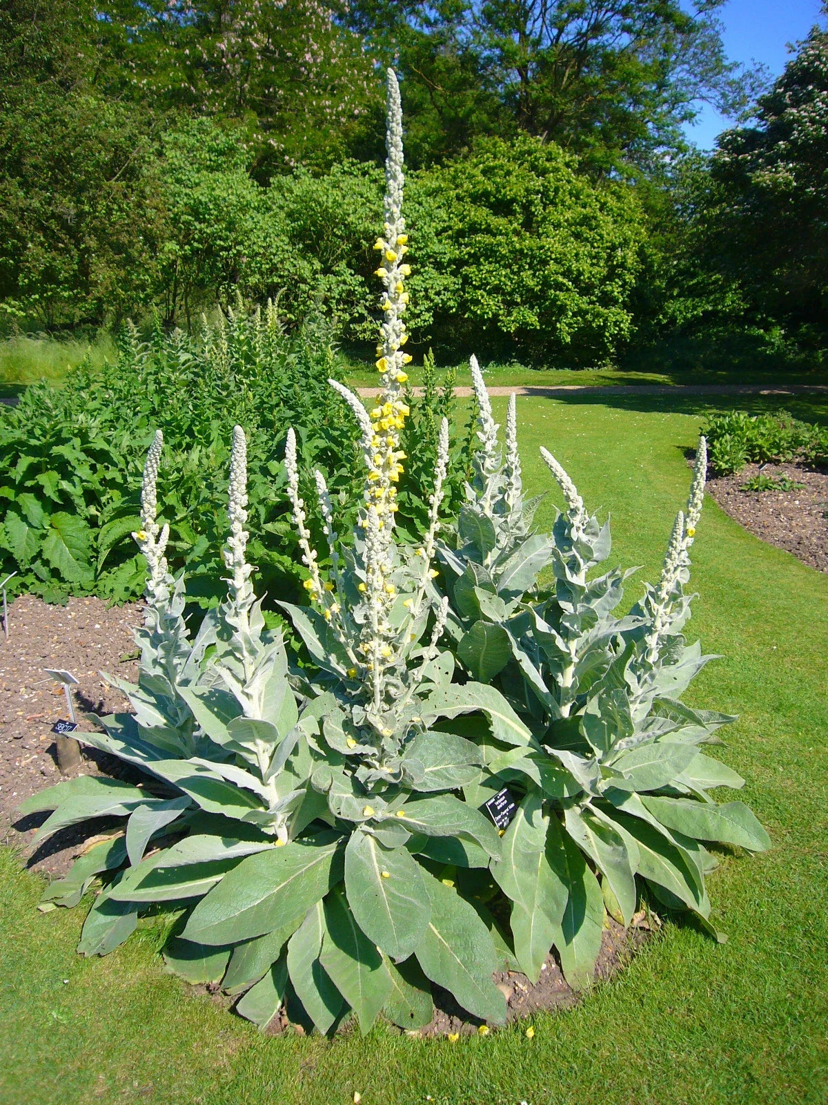 Mullein 100 Seed - Ornamental Flowering Plant - Medicinal Uses - Verbascum thapsus