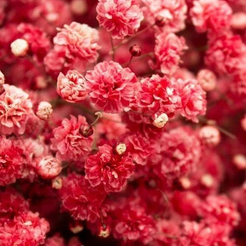 Crimson Red Baby's Breath Seeds | Non-GMO | 1270 | Gypsophila elegans
