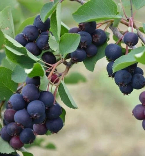 Allegheny Edible Serviceberry Plant - Amelanchier laevis - Self-Pollinating - Zones 4-8