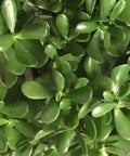 Live Jade Plant Cuttings - 4-6 Inch Succulent, Drought Resistant, Crassula ovata, Lucky Indoor Plant Decor