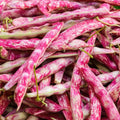 Bulk Pink Cranberry Bean 20 Seeds - Dwarf Horticultural Taylor Borlotti Pinto - Phaseolus vulgaris
