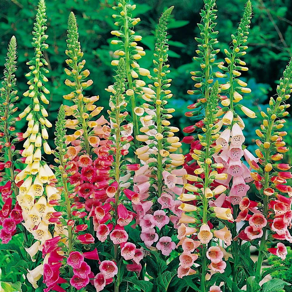 Foxglove Seeds - Excelsior Mix - Non-GMO - Digitalis purpurea - Garden Seeds for Planting - Seed Store