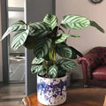 Calathea Seeds - 25+ Anulque Variety for Garden Planting - Free Shipping - Perfect for Indoor & Outdoor Gardening