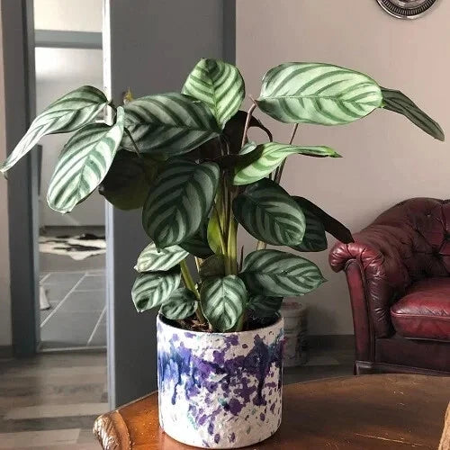 Calathea Seeds - 25+ Anulque Variety for Garden Planting - Free Shipping - Perfect for Indoor & Outdoor Gardening