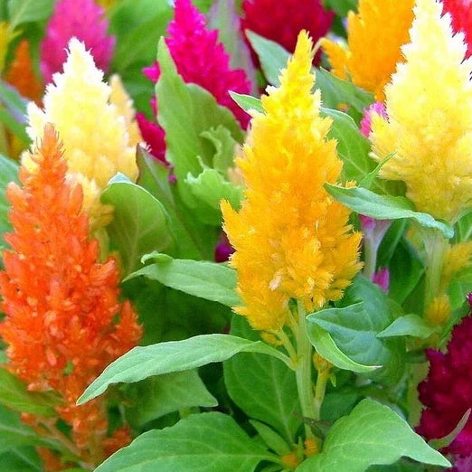 Pampas Plume Mix Celosia Seeds | Non-GMO | Colorful Foliage | Celosia argentea | Seed Store
