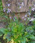 Lyre-Leaved Sage Seeds - 100 Organic Salvia lyrata - Cancer Weed, Freshly Harvested 03/25, Non-GMO, Garden Planting Seeds