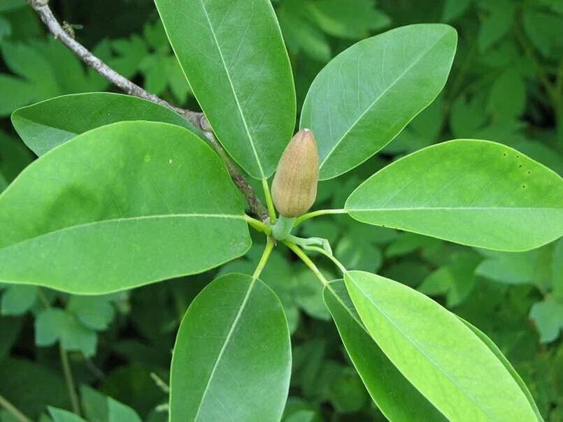 Sweetbay Magnolia Tree Seeds - 30 Count - Northern Variety - Magnolia virginiana