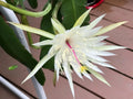 Epiphyllum Orchid Cactus Cuttings - Night Blooming Cereus Hookeri Strictum - 3 Pieces
