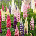 Russell Lupine Seeds | 50-1,000 Seeds | Non-GMO | Lupinus polyphyllus | Free Shipping