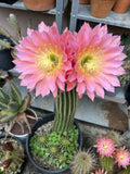 Echinopsis Hybrid Cactus Cutting ~6” | Flying Saucer Succulent | Unique Indoor Plant