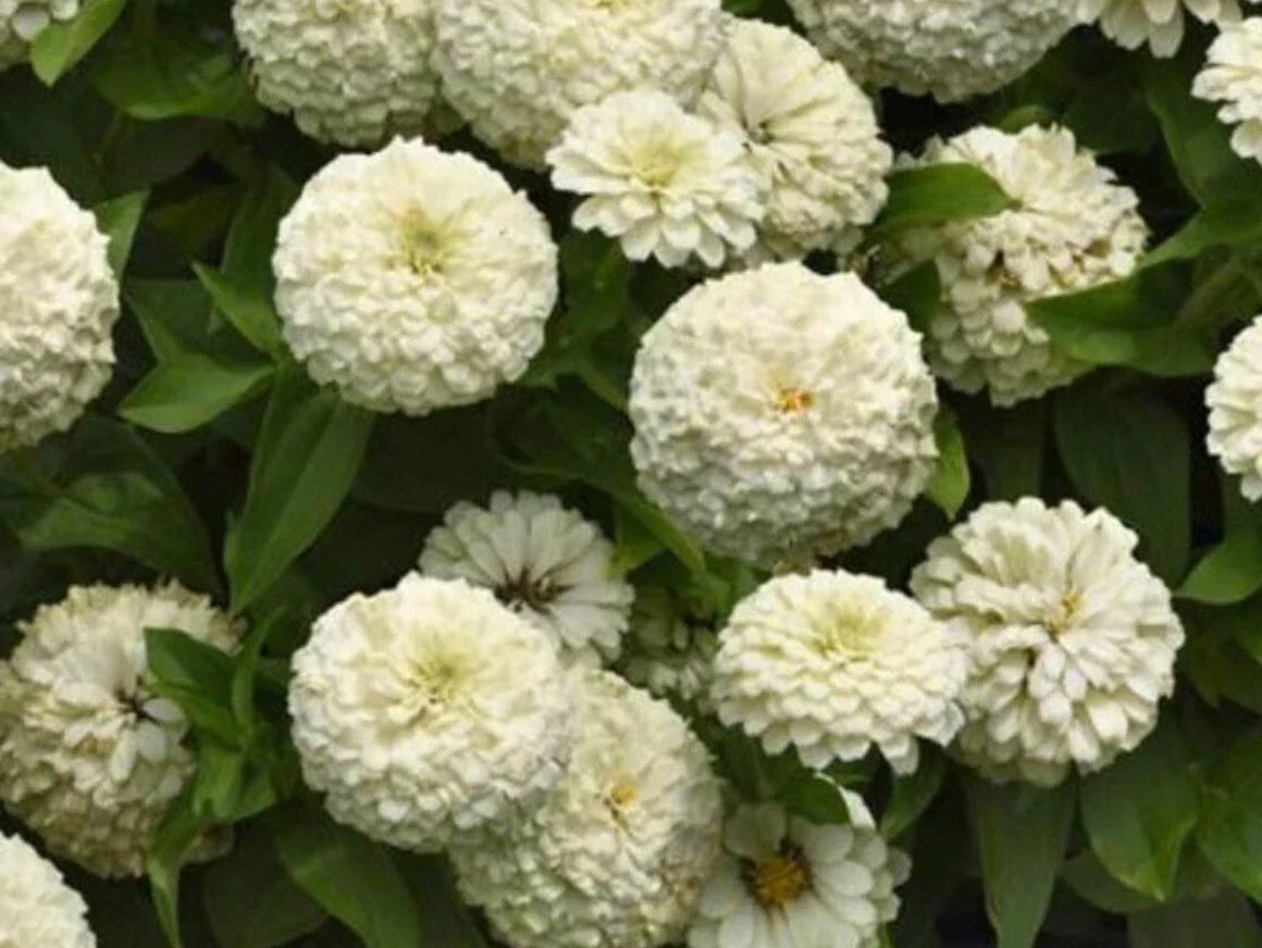 White Zinnia Seeds - Polar Bear Heirloom Variety - 100+ Non-GMO Seeds - Perfect for Gardens and Flower Beds