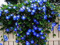 Blue Morning Glory Vine Seeds - 300 Count, Climbing Vine, Blue Flowers (Ipomoea purpurea)