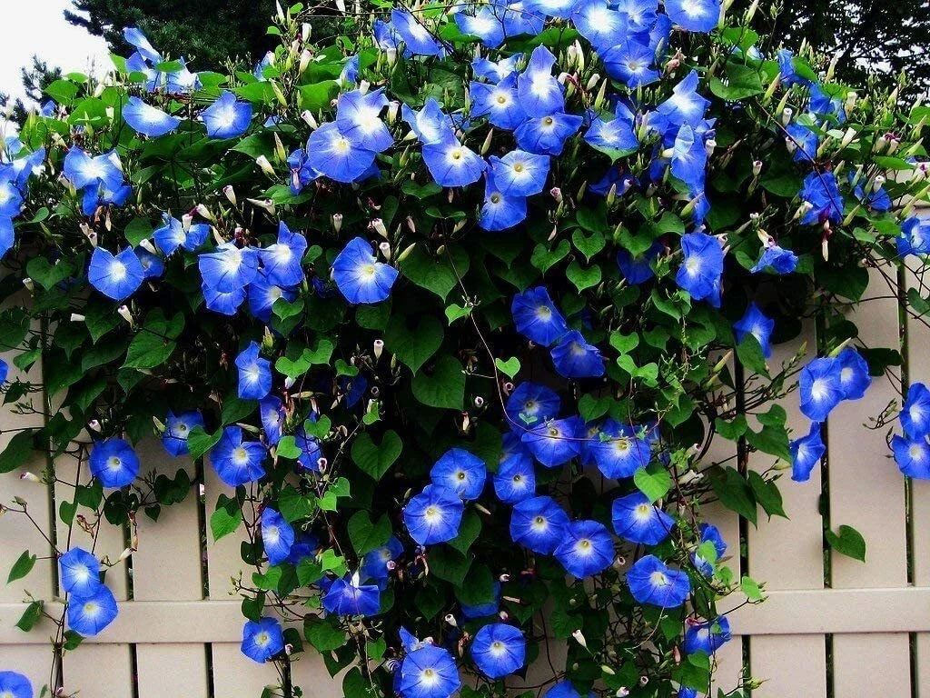 Blue Morning Glory Vine Seeds - 300 Count, Climbing Vine, Blue Flowers (Ipomoea purpurea)