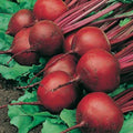 Red Ace Hybrid Beet Seeds - 100 Count Packet - Drought Tolerant - Beta vulgaris