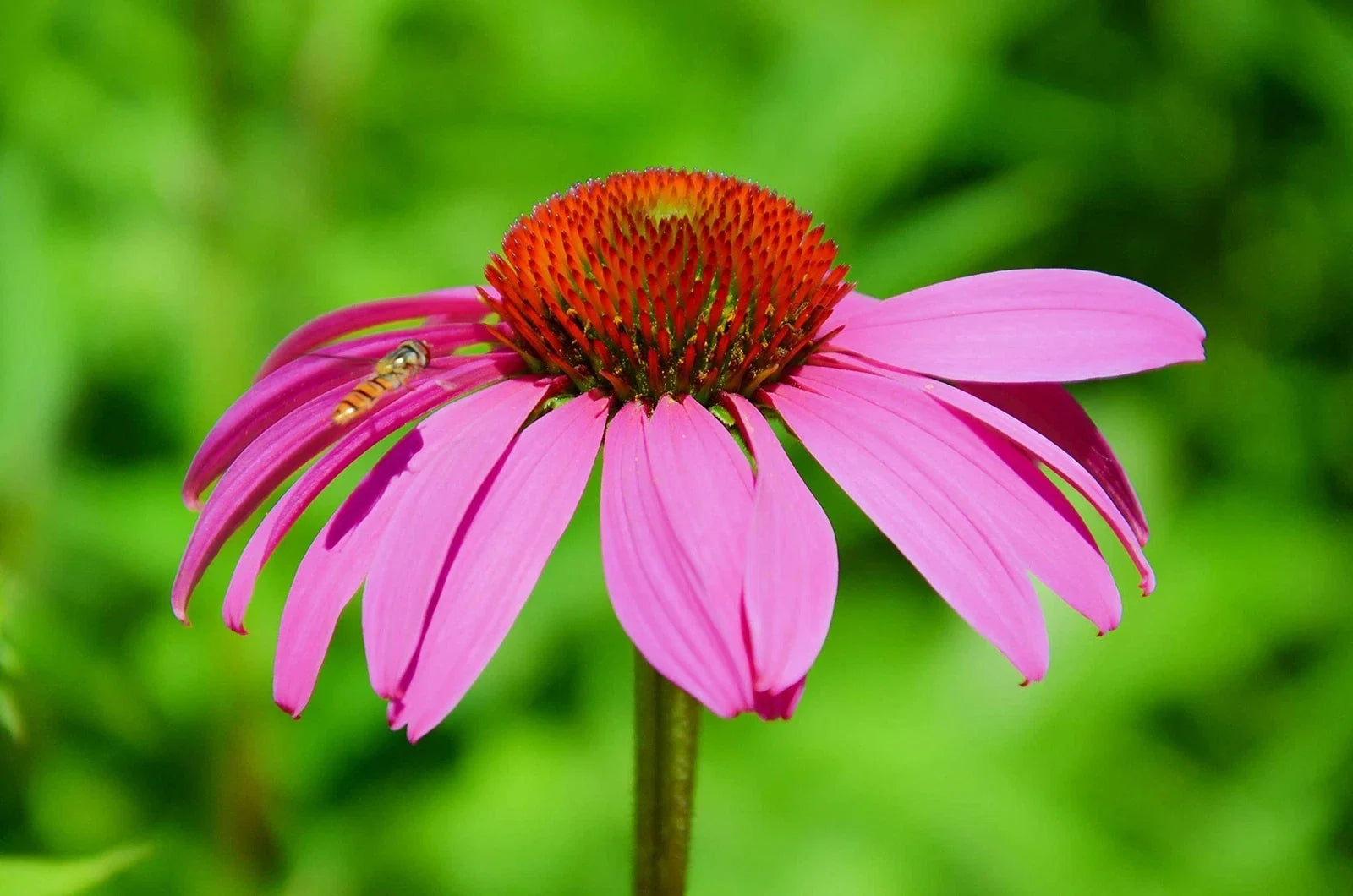Purple Coneflower Seeds - 250+ Count - Butterfly Attracting - Echinacea purpurea - Non-GMO, Made in USA