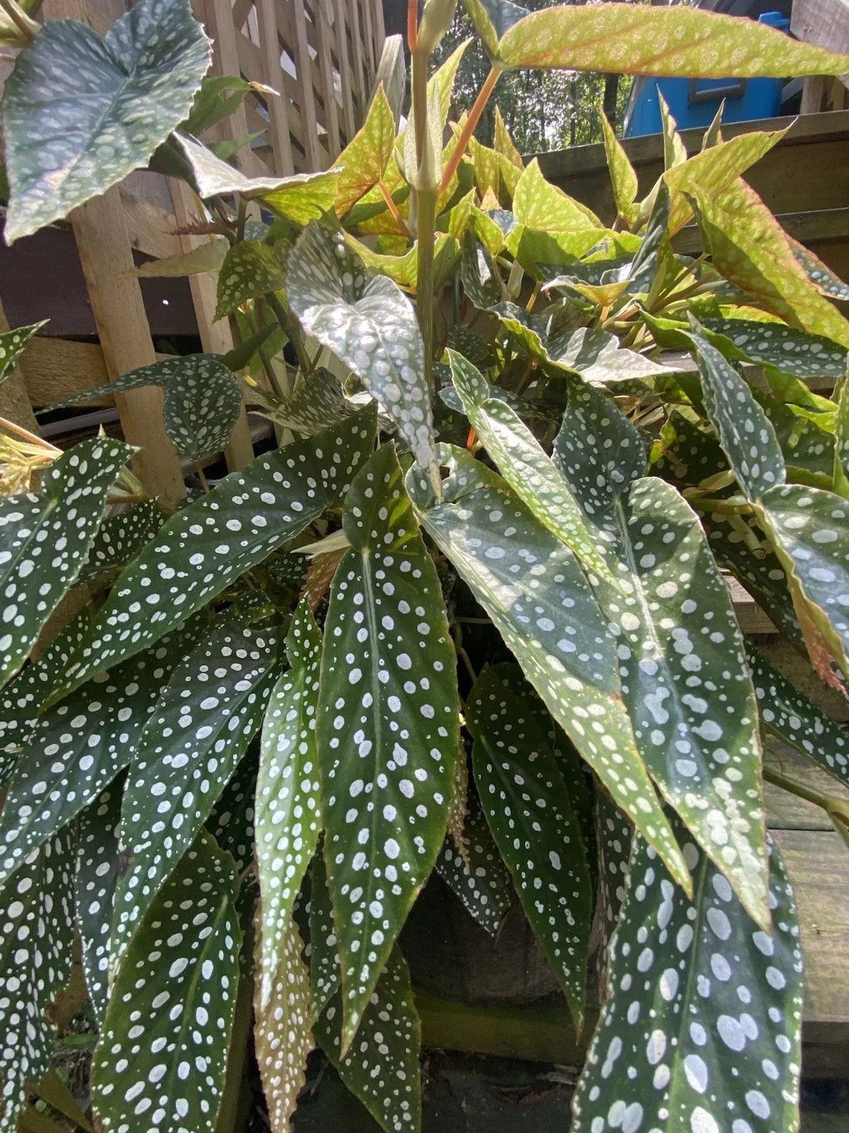 My Special Angel Begonia Live Houseplant - Rooted Plant - Decorative Indoor Plant - Begonia 'My Special Angel'