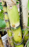 Green Sugarcane Live Plant - 4 PCS Fresh Sweet Juicy Cuttings (Saccharum officinarum) Ready to Plant