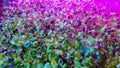 Alfalfa Microgreen Seeds 250 Count - Healthy, Fast-Growing Microgreens (Medicago sativa)